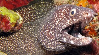 Facts The Spotted Moray Eel [upl. by Lasko596]