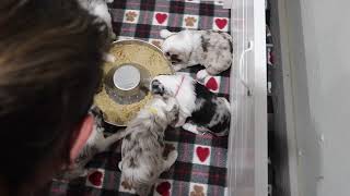 Nuggets 4 Week Old AussieDoodle Puppies [upl. by Rinaldo]