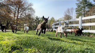 32 baby goat morning stampede [upl. by Menon]