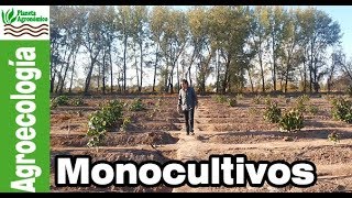 ¿Que son los monocultivos  ¿Solución alimenticia o catástrofe ambiental🥑 [upl. by Scotty]