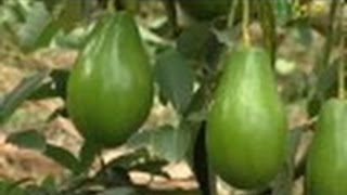 Primera Parte  Cómo cultivar Aguacate  Juan Gonzalo Angel  TvAgro [upl. by Anaeed600]