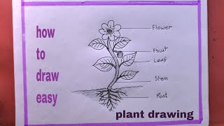 How To Draw a Plant easyParts Of A Plant Drawing [upl. by Inor129]