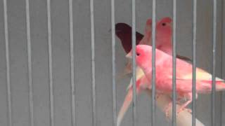 Red Factor Canaries at Clipsley Pets amp Aquatics [upl. by Amla]