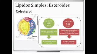 Química Biológica  Lípidos Simples Esteroides [upl. by Redan]