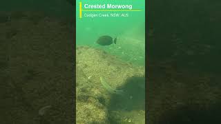 Crested Morwong at Cudgen Creek [upl. by Emmeram960]