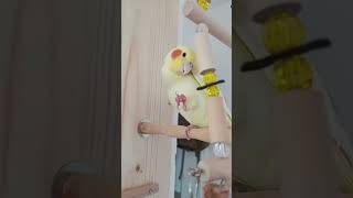 Cockatiel improvise Pink Panther theme song  Cockatiel Singing  pets YTshorts cockatiel [upl. by Myrle]