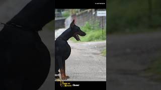 Doberman Pinscher  The dog breed with attitude🔥 dog breeding doberman song [upl. by Sucrad]