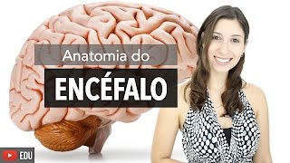 Sistema Nervoso 26 Anatomia do Encéfalo e Estruturas de Proteção  Anatomia e etc [upl. by Memory29]