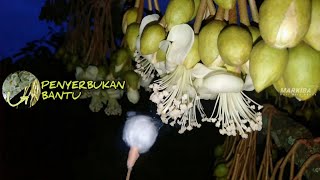 CARA MEMBANTU PENYERBUKAN BUNGA DURIAN [upl. by Hyacinthie]