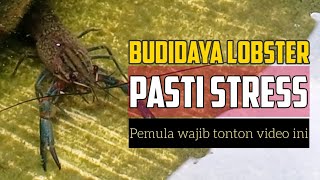 Budidaya Lobster Air Tawar Pasti STRESS Sudah Siap [upl. by Drofnil]