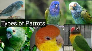 Types of Parrots Parrotts types in the world worldwidett [upl. by Michaele43]