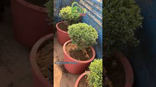 Green fingers Best gamla l￼ lightweight available Bholi Nidhi Nursery gamla bholinidhinursery [upl. by Eniliuqcaj]