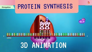 Protein synthesis Translation 3D [upl. by Nal]