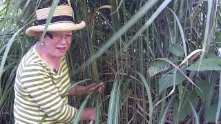 How To Care For A Miscanthus Giganteus  wwwWindDancerGardencom [upl. by Susanetta845]