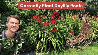 Planting Daylily Roots Correctly and How to Care for Daylilies [upl. by Ahsyekat]