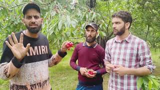 Intercropping in apple orchards  How you can earn money  Jibran Fayaz cherryorchard cherry [upl. by Routh152]