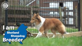 I am a Shetland Sheepdog breeder [upl. by Sherl]