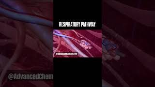 Respiratory system Respiratory pathwayshortsfeed fypシ゚viral respiratoryproblems [upl. by Odlaw71]