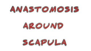 ANASTOMOSIS AROUND SCAPULA  CLINICAL OF ANASTOMOSIS AROUND SCAPULA [upl. by Iruy]