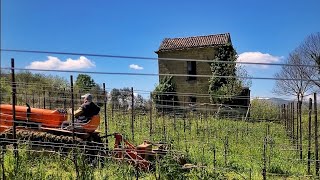 Trinciatura nella vigna di Aglianico Cesco di Nece Mustilli [upl. by Ettolrahs]