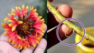 Grow Gaillardia from Cuttings in Water No Seeds Needed [upl. by Ssidnak]