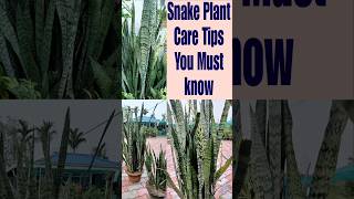 🌿Tips For Snake Plants shorts youtubeshorts [upl. by Lamarre]