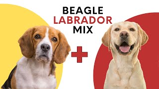 All About Beagle Labrador Mix [upl. by Arman]