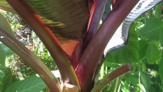 GARDENING GUIDE How to grow Bananas  The RED Abyssinian Banana  Ensete maurelii Banana Care Tips [upl. by Oj]