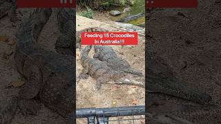 Feeding 15 Crocodiles In Australia 😱🐊shorts crocodile [upl. by Leiria]