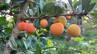 Garcinia Livingstonei Imbe Fruit Fall Crop  82424 [upl. by Tynan]