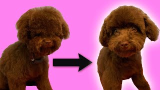 Puppys First Groom Toy Poodle Grooming  Full Tutorial [upl. by Soigroeg]