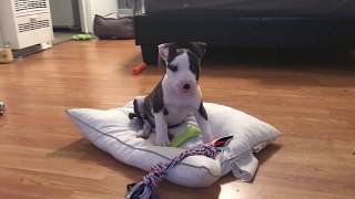 Bull TerrierPitbull Mix Puppy 9 Weeks Old Cute [upl. by Ynnod]