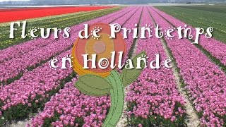 Hollande  Fleurs de Printemps [upl. by Ioj]