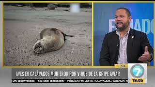 Noticias7  Piqueros de patas rojas en las islas Galápagos son los más afectados con la gripe aviar [upl. by Aleirbag]