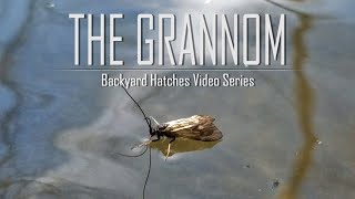 The Grannom Caddis Hatch  Backyard Hatches Video Series [upl. by Eibur]