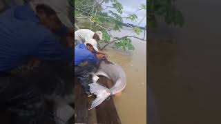 Pesca de piraiba o valenton de 160kg [upl. by Ayram686]