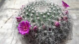 Mammillaria hahniana Werderm [upl. by Cutcliffe]