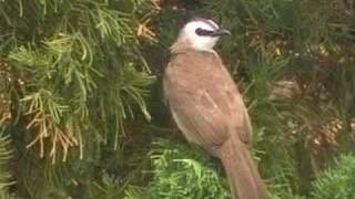 sound of Yellowvented Bulbul [upl. by Sharline]