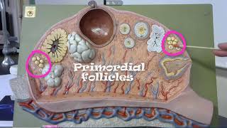 anatomy practical exam model of the ovary [upl. by Philbert]