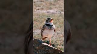 CALANDRA LARK calandralark lark branjangan larkgacor [upl. by Lem]