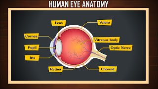 Human eye anatomy  eye structure and function  Parts of the eye  eye parts and functions [upl. by Cogan]