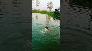 ও মাওই গো মাওই গো biyargithd বিয়েরগীত shortvideo git biyergit উত্তরাঞ্চরেরবিয়েরগীতও [upl. by Sug540]