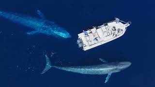 The Best Blue Whale Drone Footage on YouTube 2023 [upl. by Marchall]