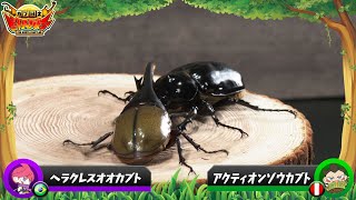 【ビートルバトラー カブ闘士】激闘ムービー＃11 ヘラクレスオオカブトVSアクティオンゾウカブト [upl. by Bendicta870]