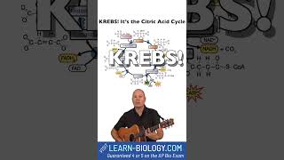 Krebs Cycle Song cellularrespiration krebs [upl. by Arraeis]