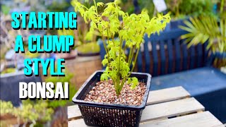 Starting a Kabudachi Clump Style Japanese Maple Bonsai [upl. by Yumuk]