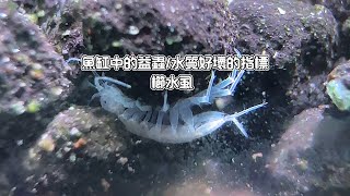 魚缸中的益蟲水質好壞的指標櫛水虱Asellus aquaticusWater louse [upl. by Lily]