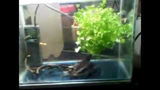 Growing rotating floating hydrocotyle planted tank [upl. by Gershon]