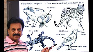 First Year  Chapter 10  Kingdom Animalia  Part 16  Phylum Chordata Part 5  Tetrapoda  Amphibia [upl. by Frasquito480]