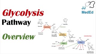 Glycolysis Pathway  Enzymes Regulation and Products [upl. by Ltihcox]